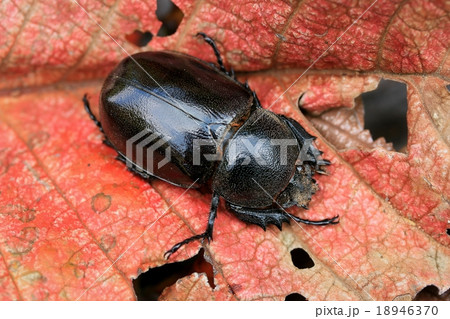 Dung Beetle Dung Beetle 18946370