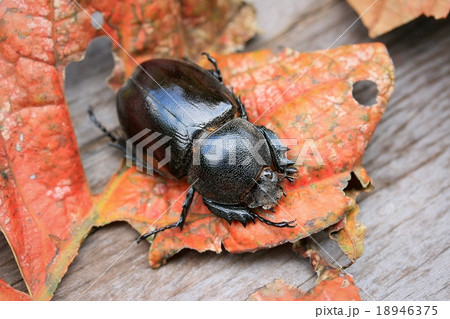 Dung Beetle 18946375