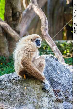 Northern white cheeked gibbon 18947593