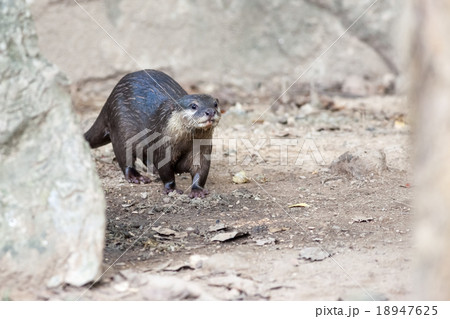 walking of the otter walking of the otter 18947625
