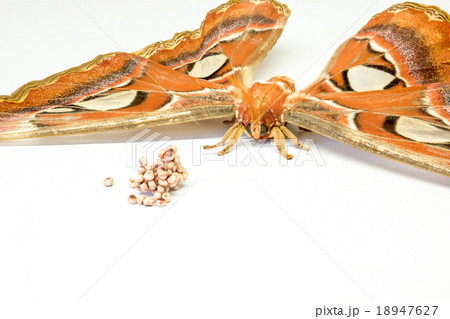 The Attacus atlas 18947627