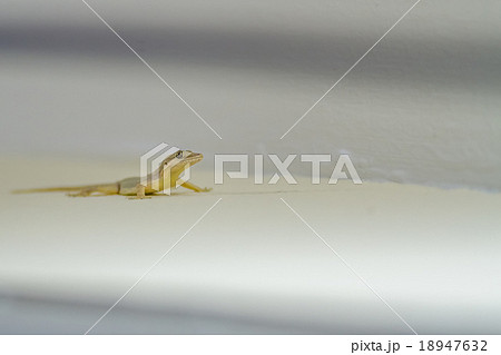 Gekko on the wall 18947632