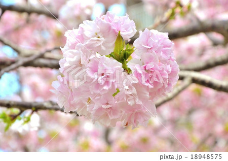 桜 18948575