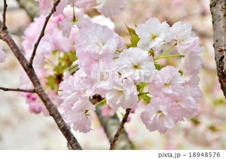 桜 桜 18948576
