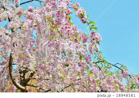 桜 桜 18948581
