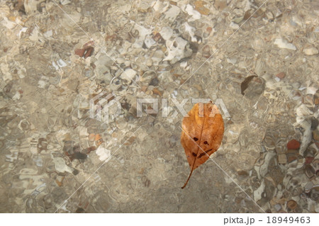 葉っぱ 18949463