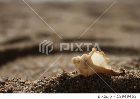 貝 18949465