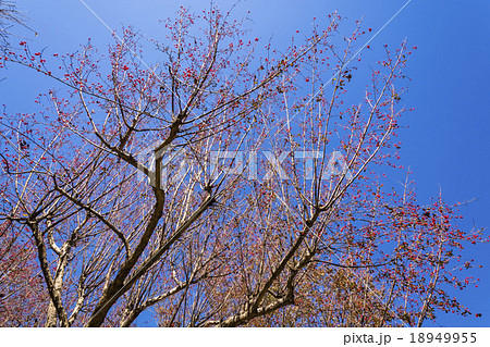 真赤な実を付けたサンシュユ 18949955