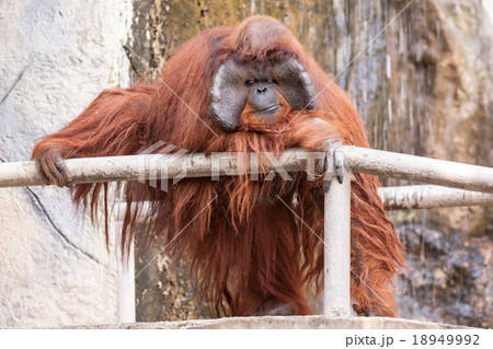 one Orang utan 18949992