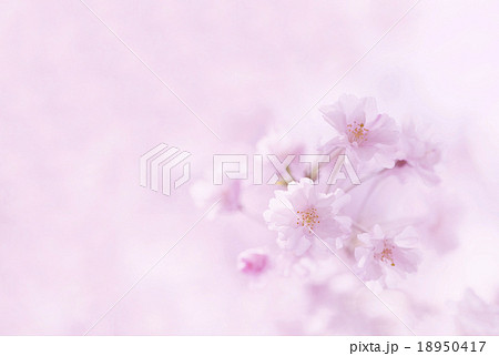 桜 18950417