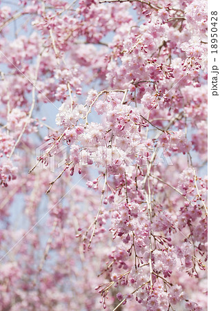 桜 18950428