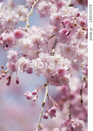 桜 18950429