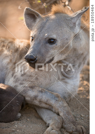 Female Hyena 18950464