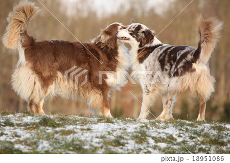 Two amazing australian shepherds playing Two amazing australian shepherds playing 18951086