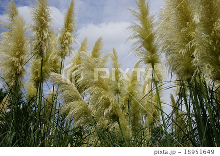 ススキ ススキ 18951649