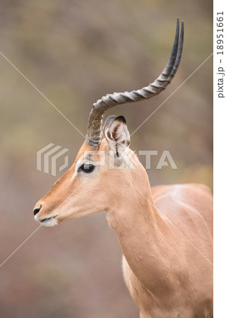 male impala (Aepyceros melampus) 18951661