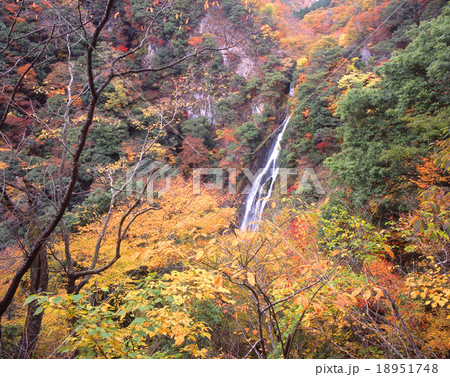 神庭の滝（かんばのたき）「日本の滝100選」「日本百景」「国指定名勝」の紅葉  / 岡山県真庭市 18951748
