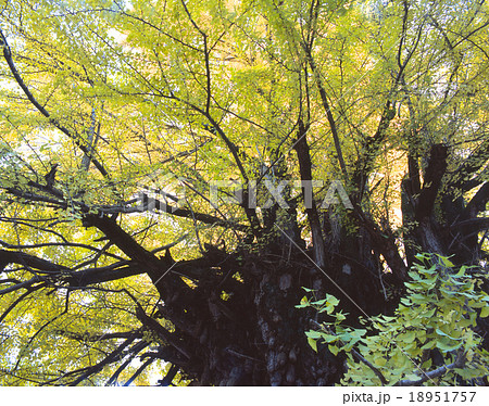 樹齢1200年の乳イチョウ（宿り木とも呼ばれている） / 葛城一言主神社 / 奈良県御所市 18951757