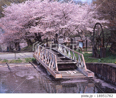 「国指定史跡」琵琶湖疏水・蹴上インクラインの満開の桜舞う春景色 18951762