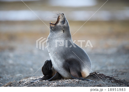 Antarctic fur seal, South Georgia, Antarctica 18951983