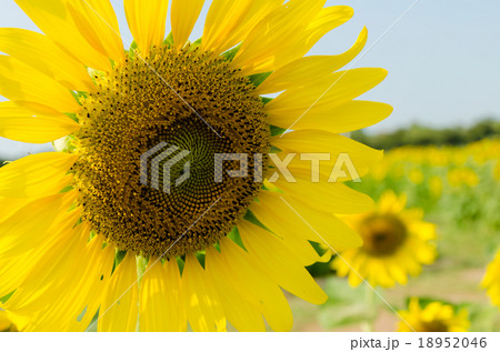 sunflower 18952046