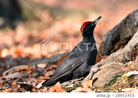 晩秋のクマゲラ 晩秋のクマゲラ 18952453