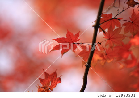 紅葉（もみじ） 18953531