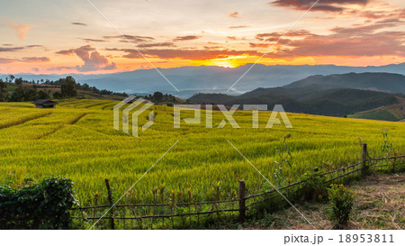 Green Terraced Rice Field in Pa Pong Pieng Green Terraced Rice Field in Pa Pong Pieng 18953811