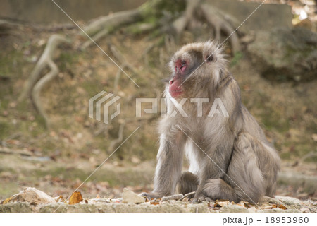 猿 18953960
