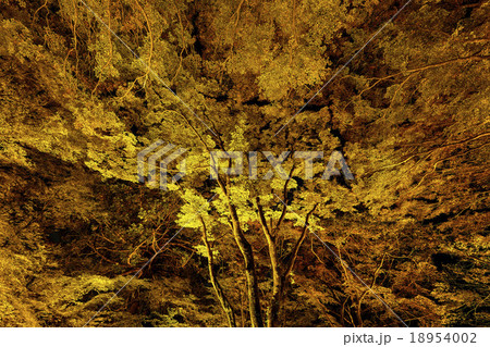 愛知県 香嵐渓 ライトアップ 18954002