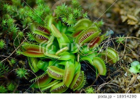 ハエトリソウ 18954290