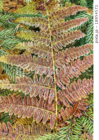 Frozen leaf of the fern 18954571