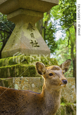春日大社：鹿 18954781