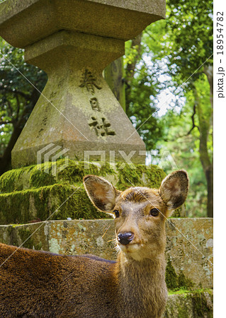 春日大社：鹿 18954782