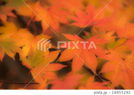 紅葉73 紅葉73 18955292