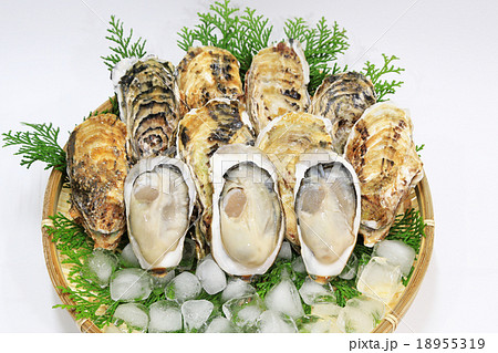 生牡蠣の盛り付け　生食用　 18955319