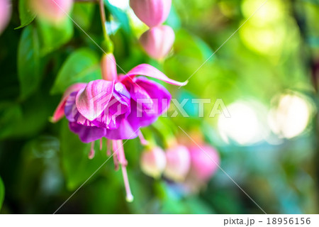 blooming red and lilac fuchsia flower on green  18956156