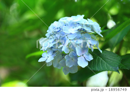 紫陽花14 紫陽花14 18956749