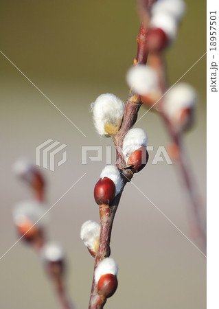 Willow Buds close up at early spring 18957501
