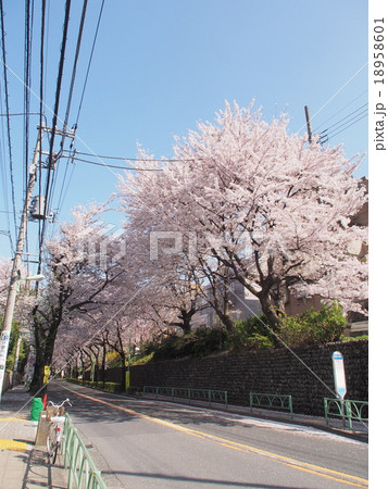 世田谷区桜丘の桜 18958601