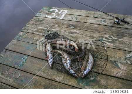 Basket of fishes just caught Basket of fishes just caught 18959381