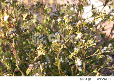 ステビア ステビア 18959811