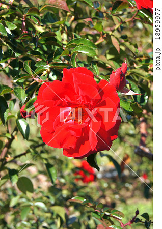 バラの花・マイナーフェアー 18959977