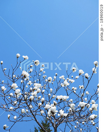 コブシの花(空バック) コブシの花(空バック) 18960019