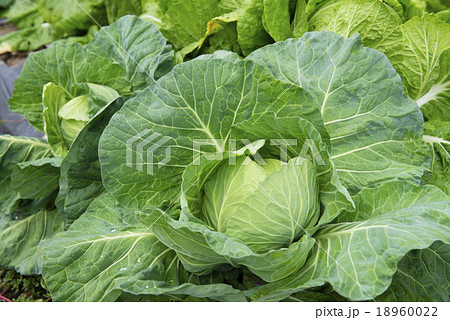 キャベツ（屋外 栽培） 18960022