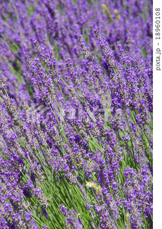 ラヴェンダー ラヴェンダー 18960108