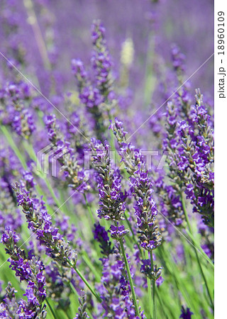ラヴェンダー 18960109