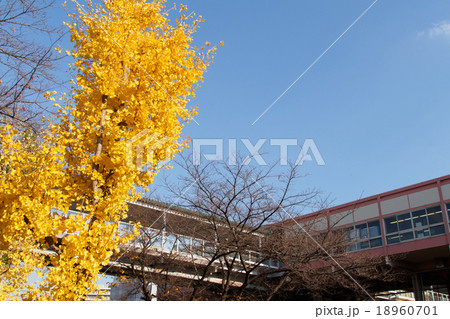 泉北高速鉄道　栂・美木多駅　2013年12月 イチョウとともに 18960701