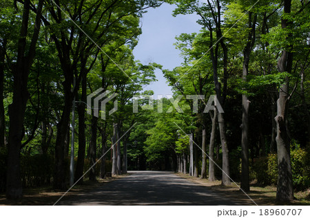 泉北ニュータウン 西原公園 並木道 2014年6月 泉北ニュータウン 西原公園 並木道 2014年6月 18960707