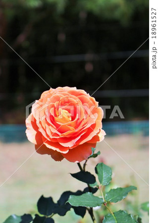 薔薇 18961527
